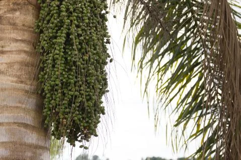 Palm tree with green datiles in spring and summer Stock Photos