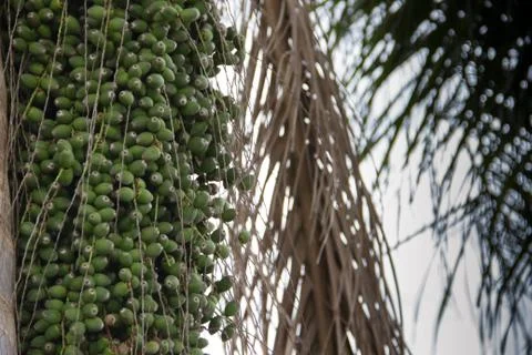Palm tree with green datiles in spring and summer Stock Photos