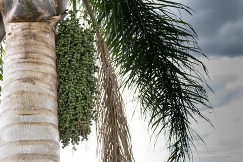 Palm tree with green datiles in spring and summer Stock Photos