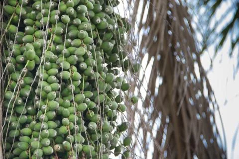 Palm tree with green datiles in spring and summer Stock Photos