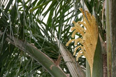 Palm tree with green datiles in spring and summer Foto stock