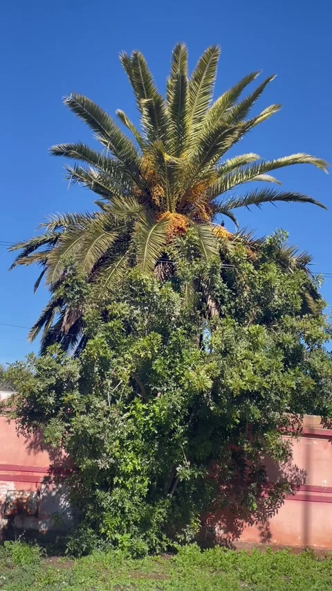 Palm tree with green foliage under clear blue sky Video stock 328595691