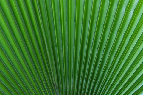 Palm tree green fresh leaf textured background Stock Photos