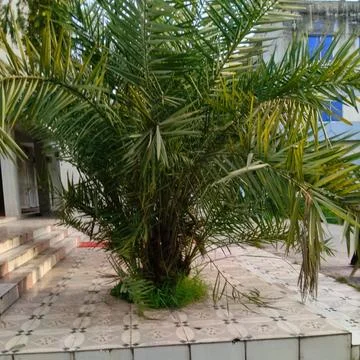 Palm tree with green fronds grows Stock Photos