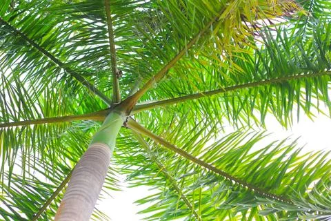 Palm tree green isolated background Foto stock