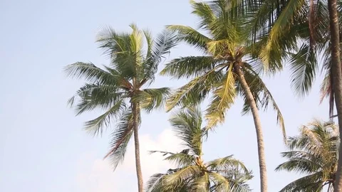 Palm tree with green leaf and sun ray on tropical Maldives island, exotic place Stock Footage 78157495