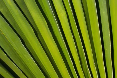 Palm tree green leaf close up textured background Stock Photos