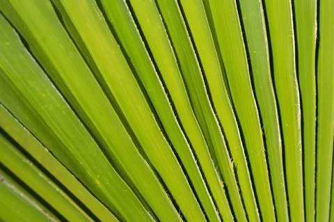 Palm tree green leaf close up textured background Stock Photos