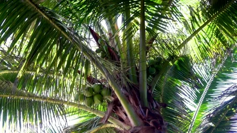 Palm tree green leaves background Stock Footage 231348374