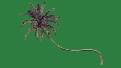A palm tree on green screen and animated chromakey background emotion Vidéo 335130100