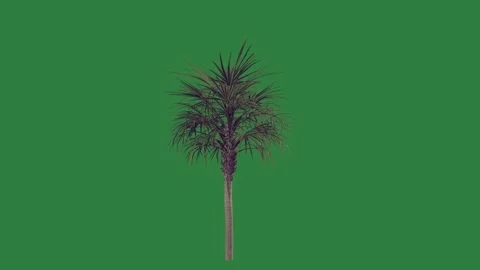 A palm tree on green screen and animated chromakey background motion Видео 335130117