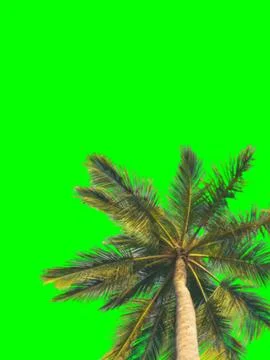 Palm tree with green screen Background  Foto stock
