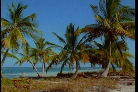 Palm tree group with Florida beach beyond Stock Footage 122114326