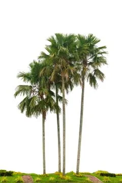 Palm Tree group Isolated trees on white background  Used in architectural dec Stock Photos