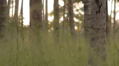 Palm tree grove Stock Footage 51749385