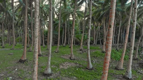 Palm tree grove, General Luna, Siargao Island, Philippines Stockbeeldmateriaal 152298841