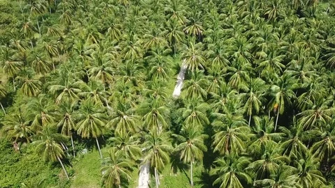 Palm Tree Grove on Seashore. Aerial View Stock Footage