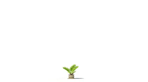 Palm Tree grow activity timelapse Vídeo Stock 923343