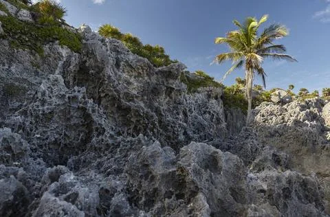  Palm tree growing on a rocky cliff with eroded rocks in tulum, mexico Ero... Stock-Fotos