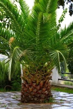 Palm tree grows from the stone floor, Crete, Greece Stock Photos