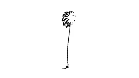 Palm tree hand drawn Line icon Animation isolated on background Stock Footage 314659798