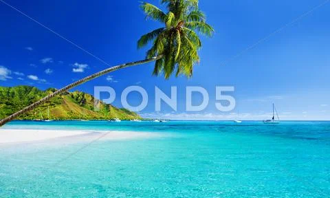 Palm tree hanging over lagoon with blue sky Stock Photos