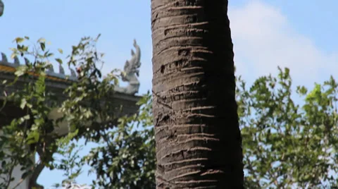 Palm Tree with Hatchet Marks at Choeung Ek Killing Fields, Cambodia Stock Footage