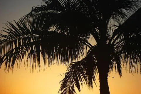 Palm tree having sunset Stock Photos