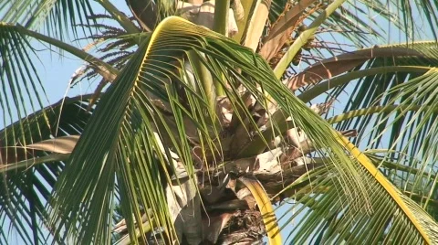 Palm Tree - Hawaii Stock Footage 651115