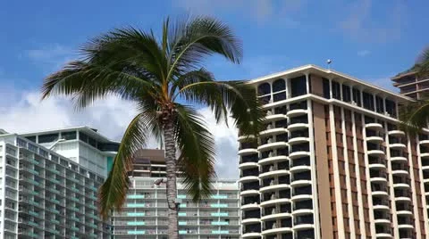 A palm tree in Hawaii 動画素材 10877987