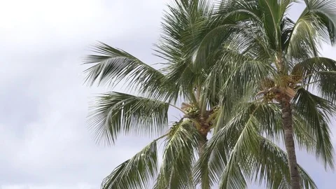 Palm tree in Hawaii Stock Footage 81222124