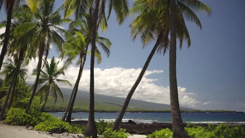 Palm Tree in Hawaii Video stock 313144131