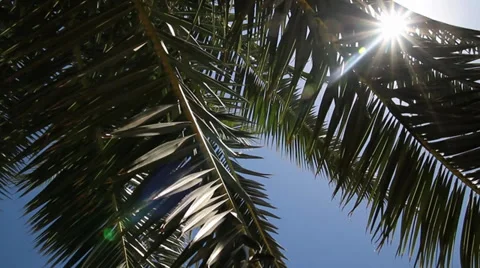 Palm tree - HD Stock Footage 31352913