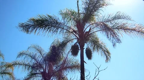 Palm Tree HD Video stock 41729564