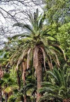 Palm tree in HDR Stock Photos