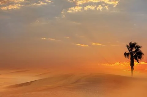 Palm tree, heavy dramatic clouds and bright sky. Beautiful African sunset ove Stock Photos