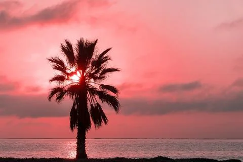 Palm tree, heavy dramatic clouds and bright sky. Beautiful African sunset ove Stock Photos