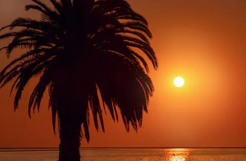 Palm tree, heavy dramatic clouds and bright sky. Beautiful African sunset ove Stock Photos