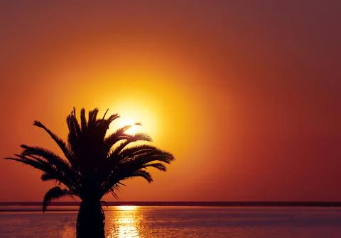 Palm tree, heavy dramatic clouds and bright sky. Beautiful African sunset ove Stock Photos