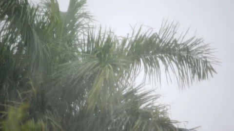 Palm tree in heavy Rain 動画素材 6530366