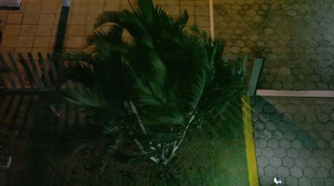 Palm tree in the heavy storm Stock Footage 50163943