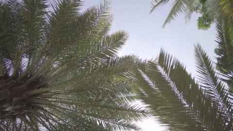 Palm tree highlighted from below 動画素材 245142563