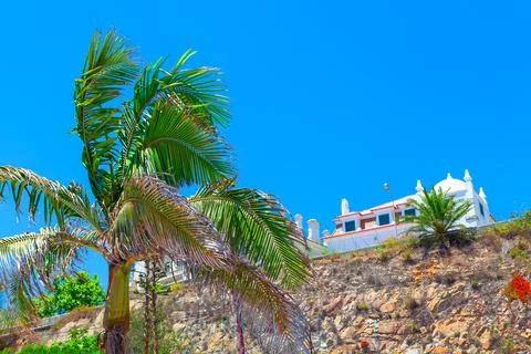 Palm tree is on a hillside Stock Photos