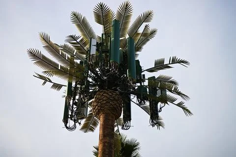 Palm tree hosts multiple antennas and cables Stock Photos