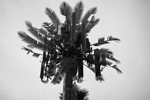 Palm tree hosts wireless communication antennas Stock Photos