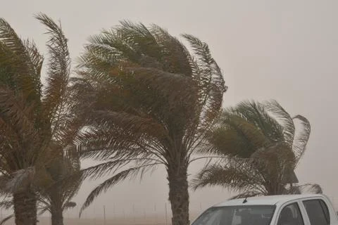 Palm tree at the hurricane, Blur leaf cause windy and heavy rain Stock Photos
