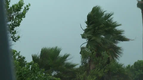 Palm tree in a Hurricane Stock Footage 25332124