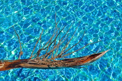 Palm tree husk floating in a pool. Stock Photos