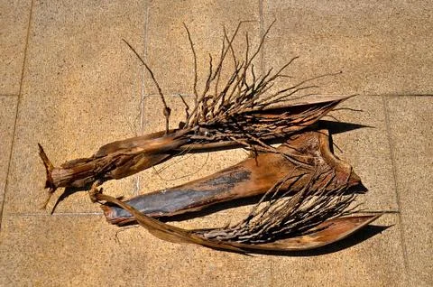 Palm tree husks. Stock Photos