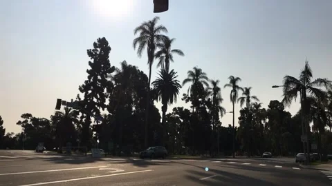 Palm tree hyperlapse 2 Stock Footage 252206300